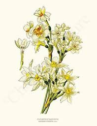 Narcissus Flower Painting Flower Prints Art Botanical Flower Art Botanical Prints