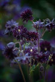 Home/flower bulbs/aquilegia, columbine/aquilegia, columbine, granny's bonnet black barlow. Aquilegia Vulgaris Var Stellata Black Barlow Seeds 2 75 From Chiltern Seeds Chiltern Seeds Secure Online Seed Catalogue And Shop