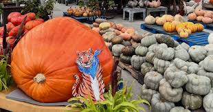 Image result for giant pumpkin