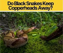 We did not find results for: Do Black Snakes Keep Copperheads Away Do They Eat Kill