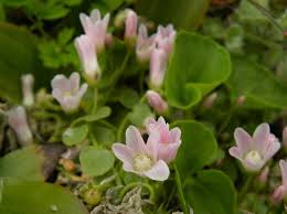 Image result for Ardisiandra sibthorpioides