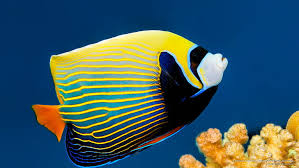 #scenery #tropical #water #fish marine life in the coral sea. Hd Wallpaper Emperor Angelfish Great Barrier Reef Australia Ocean Life Wallpaper Flare