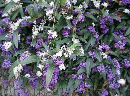 Image result for Hardenbergia