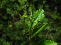 Image result for Maerua angolensis