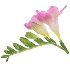 Pin By Cmn On Flower Cottages Mix Wholesale Flowers Pink Wedding Flowers Flower Guide