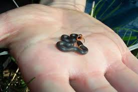 Ring Neck Snake Smallest Snake I Have Ever Seen R Aww Pet Snake Small Snakes Snake