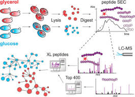 108 din constitu ia româniei, republicat , i al art. A Cross Linking Mass Spectrometry Approach Defines Protein Interactions In Yeast Mitochondria Molecular Cellular Proteomics