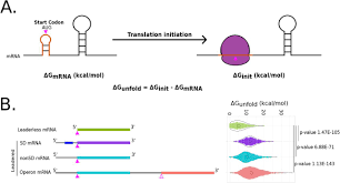 A deep dive into how mrna is translated into proteins with the help of ribosomes and trna. A Combinatorial Model Predicts Leaderless Mrna Start Codon Selection In C Crescentus Biorxiv