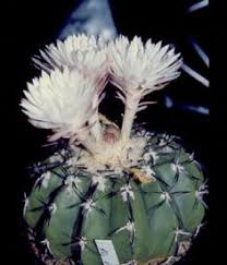 Ottimo per i finestrini delle auto, computer portatili, e la maggior parte delle superfici non porose. 270 Cacti For Tucson Sunset Zone 12 Ideas Tucson Sunset Zone 12 Cactus