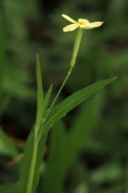 Image result for Tricliceras lobatum