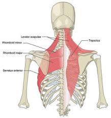 We did not find results for: Pin On How To Get Rid Of Upper Back Pain