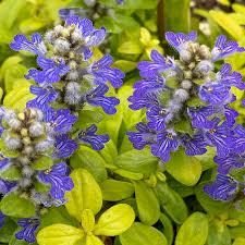Image result for Ajuga
