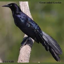 Black Bird With Two Long Tail Feathers Grackles Grackle Pictures Grackles Of North America Black Birds Birds Grackle Black Bird Bird Species