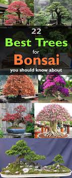 Although you should protest the juniper bonsai during winter, you should not take it indoors, because the juniper can not survive. 22 Best Trees For Bonsai You Should Know About Indoor Bonsai Tree Indoor Bonsai Bonsai
