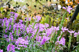 Finding that perfect plant for that area in the yard where all the water beautiful plant for that shaded wet area where nothing else will grow. Best Flowers For Wet Soggy Soil Better Homes Gardens