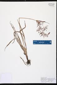Image result for Cyperus sp.no.7
