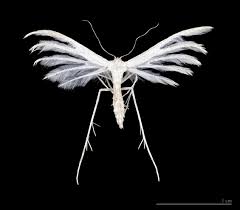 Check out our white moths selection for the very best in unique or custom, handmade pieces from our shops. Pterophorus Pentadactyla Wikipedia
