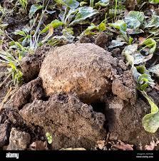 Image result for Scleroderma polyrhizon