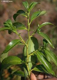 Image result for Montiniaceae