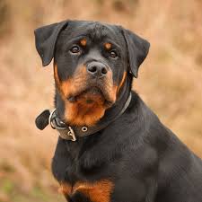 Giant rottweiler puppies for sale craigslist. Rottweiler Puppies For Sale Available In Phoenix Tucson Az