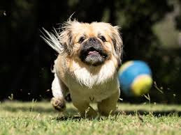 We ship our dog supplies dog puzzle toys. Best Dog Toys In 2019 Wobble Wag Starmark Kong Chuckit And More