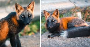 Black And Orange Fox Breed Guy Earns The Trust Of A Black And Orange Fox Shares 20 Stunning Pics In 2020 Animal Lover Fox Animals