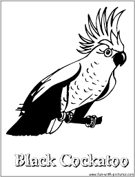 Plus, it's an easy way to celebrate each season or special holidays. Black Cockatoo Coloring Page Coloring Library