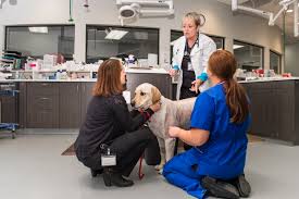 At pacific veterinary emergency and specialty hospital, you and your pet will be part of our family. Southern Oregon Veterinary Specialty Center 24 Hour Emergency Care