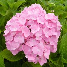 Image result for Hydrangea macrophylla bela obrázek