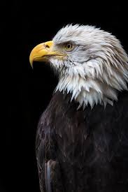 North American Bald Eagle In Profile Bald Eagle North American Animals American Bald Eagle