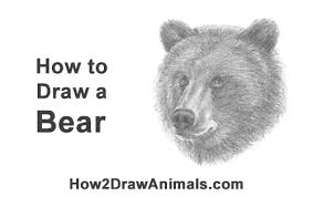 How to draw grizzly bear face drawing step by step. How To Draw A Bear Head Detail Video Step By Step Pictures