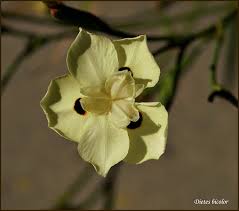 Are there any florists open near me today. Flowers Open Talk Forum Digital Photography Review