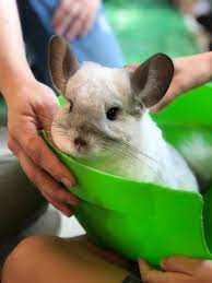That is why humans prefer animals that are affectionate and cuddly. Top 13 Very Low Maintenance Pets That Like To Cuddle With Adults Or Children Hubpages
