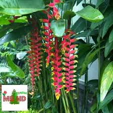 Semua komik di website ini hanya preview dari komik aslinya, mungkin terdapat banyak kesalahan bahasa, nama tokoh, dan alur cerita. Jual Tanaman Hias Pisang Pisangan Heliconia Di Lapak Hade Collection Bukalapak