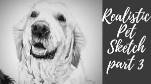 Realistic golden retriever drawing easy. Golden Retriever Sketch How To Draw A Dog Youtube