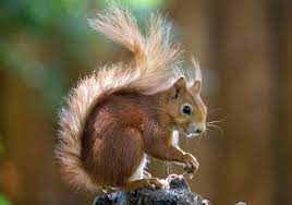 Red Squirrel Red Squirrel Squirrel Fox Squirrel