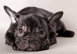 French bulldogs are a popular breed so they shouldn't be difficult to find. 13 Facts About The French Bulldog You Need To Know Pet Comments