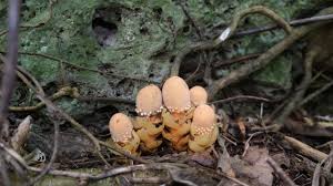 Image result for Otiophora pauciflora