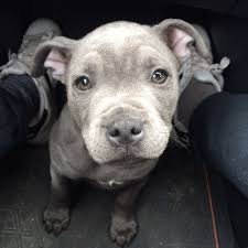 Find blue staffordshire bull terrier puppies and dogs from a breeder near you. Rico Kc Silver Bluestaff My Full Blue Staffordshire Bull Terrier At 3 Months Old Baby Dogs Cute Dogs Pittie Puppies