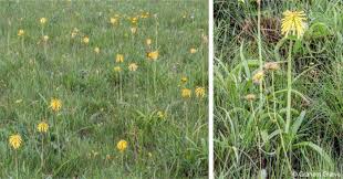 Image result for Kniphofia grantii