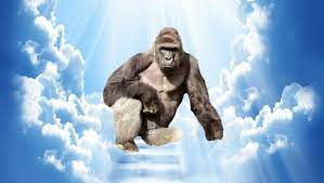 It S Two Years Since The World Lost Harambe The Internet Is Remembering Our Sweet Prince An unofficial tribute event is being held by the dank memes gang at cincinnati zoo on the anniversary of the primate's death. remembering our sweet prince
