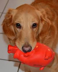 Check spelling or type a new query. Mia Is Experiencing Winter Nose Or Snow Nose Snow Nose Isn T Something That Happens Only In Winter Climates Article Fr Dog Nose Golden Retriever Dogs