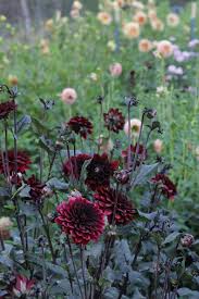 Dec 19, 2019 · mixed bouquets are the best, as they allow you to blend in a variety of cut flowers so you don't end up at the end of the day with too many unsold stems of individual varieties. How To Start A Beautiful Cut Flower Garden The Kokoro Garden