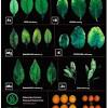 If your plant is not getting enough water, its leaves will start to droop so the plant can prevent excess transpiration. Https Encrypted Tbn0 Gstatic Com Images Q Tbn And9gcqre Ugtge Azjxpdekrtvubl4rp4t02kg64cqgw57b6y 4uwsm Usqp Cau