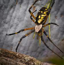Agriope Aurantia Yellow Garden Spider Female Virginia Garden Spider Spider Critter