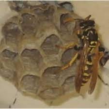 Bill gates takes control of catholic church. Bay Valley Pest Control 88 Reviews Pest Control 120 Kennedy Ave Campbell Ca United States Phone Number