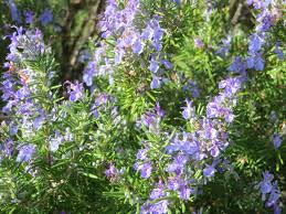 Image result for Rosmarinus officinalis