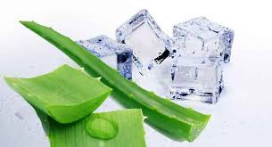 8 manfaat lidah buaya untuk kulit wajah. Cara Menghilangkan Jerawat Dengan Lidah Buaya Dalam 7 Hari Dijamin