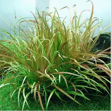 Image result for Blyxa aubertii