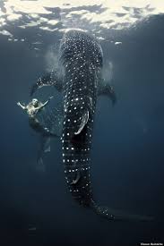 dolphins, sharks, and mermaids, oh, my